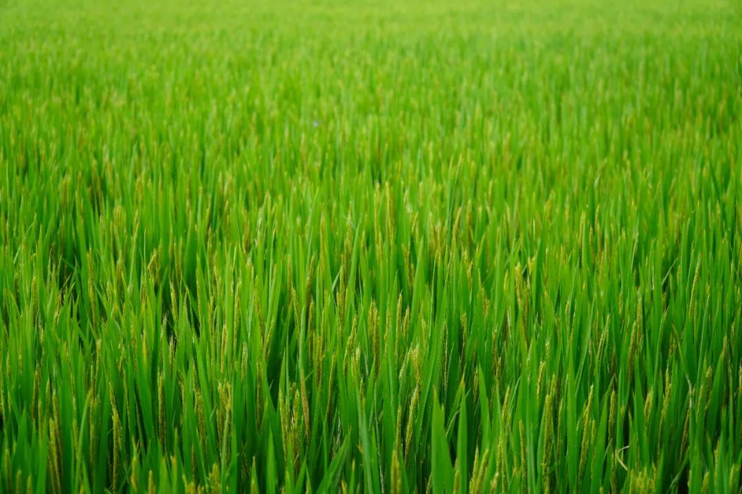 高標準農(nóng)田